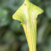 Sarracenia hybride No 53 – Image 5