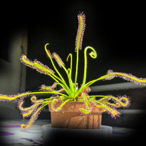 Drosera Capensis