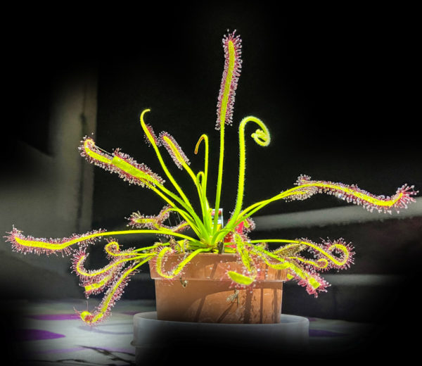 Drosera Capensis