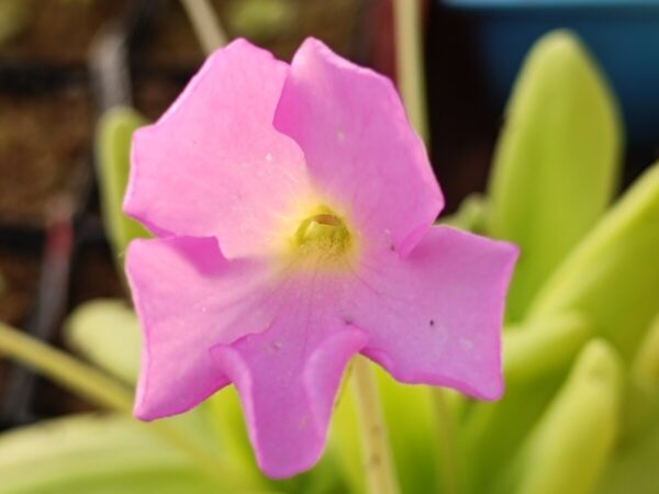 Pinguicula gigantea x moctezumae