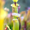 Sarracenia hybrid (SHp 04) - Image 2