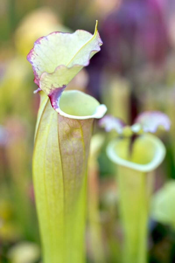 Sarracenia hybrid (SHp 04)