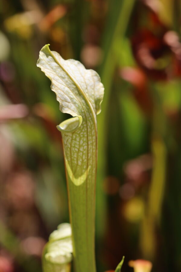 SH 22: S. rubra ssp. gulfensis - mutant green form x S. leucophylla - 'Schnells Ghost' (SH 22)