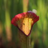 Sarracenia 'Rudolf II' (SH 92) - Image 6