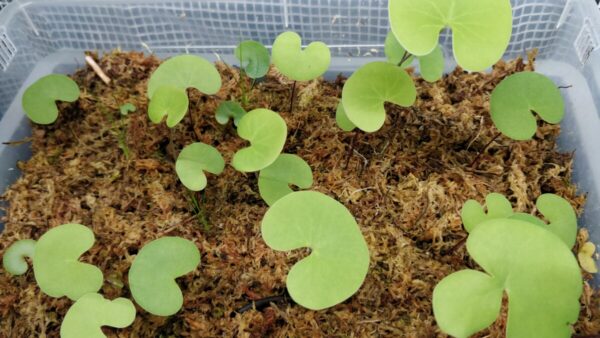 Utricularia reniformis x nelumbifolia