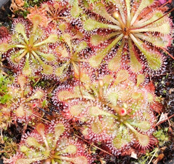 Drosera x tokaiensis