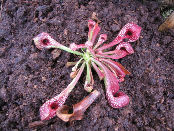 S. psittacina var. okefenokeensis - Red/White massive heads, Citronella, Al. (Sps 06)