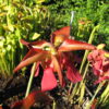 Sarracenia 'Guirlande' (SH 68) - Image 5