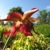 Sarracenia 'Guirlande' (SH 68) - Image 4