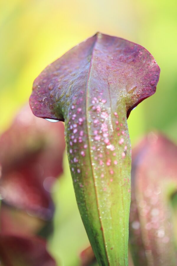 Sarracenia 'Rudolf II' (SH 92)