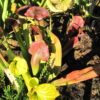 Sarracenia 'Rudolf II' (SH 92) - Image 3