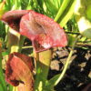 Sarracenia 'Rudolf II' (SH 92) - Image 5