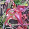 Sarracenia 'Guirlande' (SH 68) - Image 3