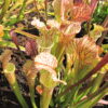 Sarracenia 'Guirlande' (SH 68) - Image 2