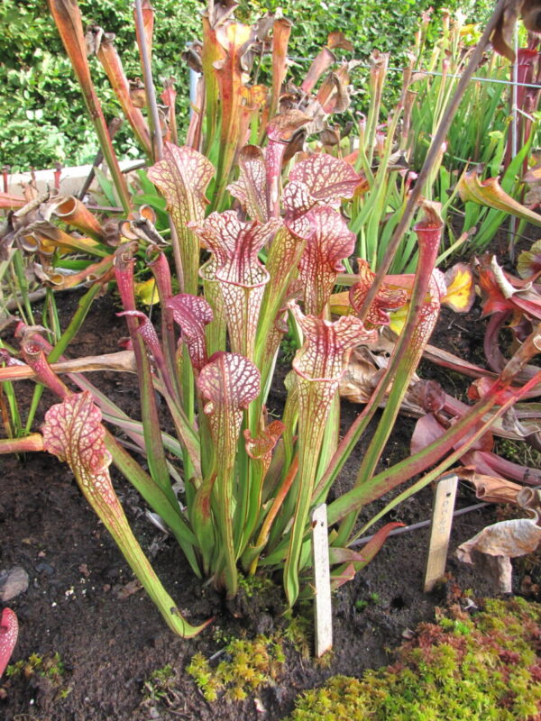 Sarracenia 'Guirlande' (SH 68)