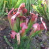 Sarracenia 'Rudolf II' (SH 92) - Image 4