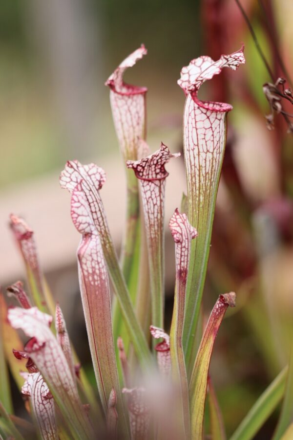 S. leucophylla – Pubescent pink (SL 49)