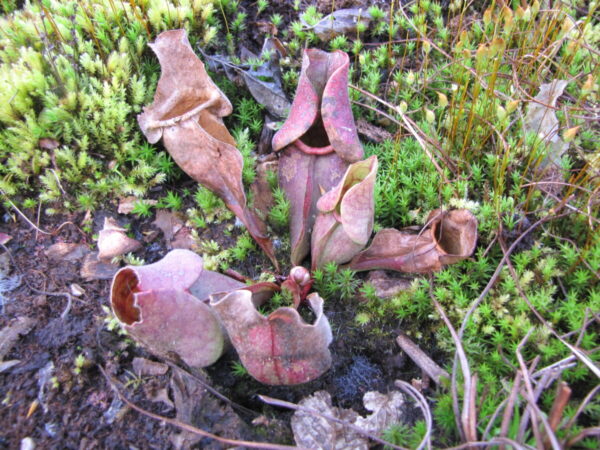 S. purpurea ssp. venosa - wide flared hoods (SPV 13)