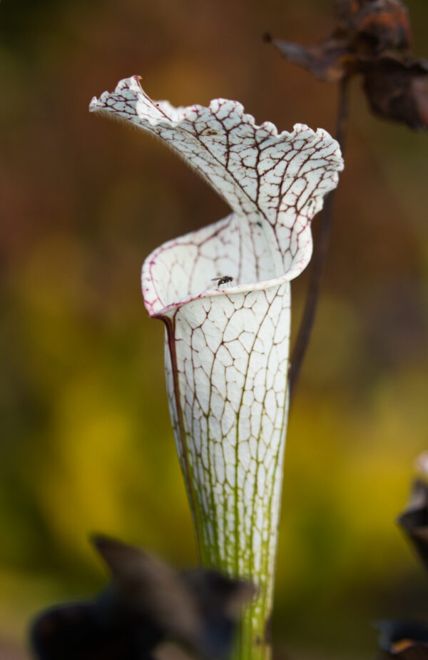 S. leucophylla (SL 16)