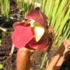 Sarracenia 'Rudolf II' (SH 92) - Image 2