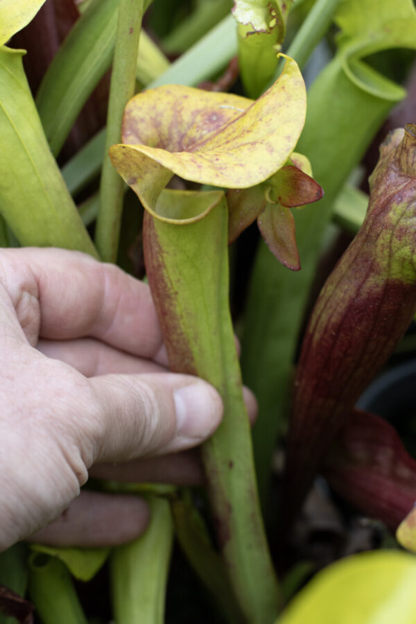 Sarracenia hybrid No 49