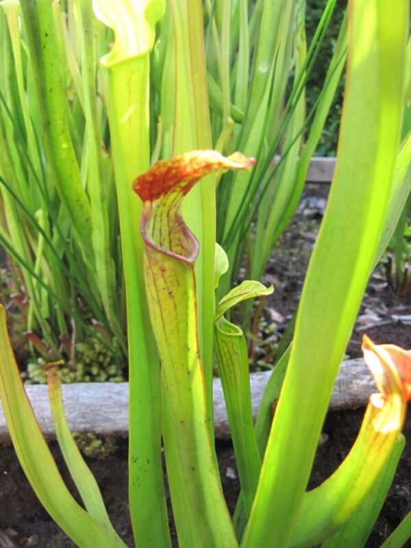 Sarracenia hybide (SH 52)