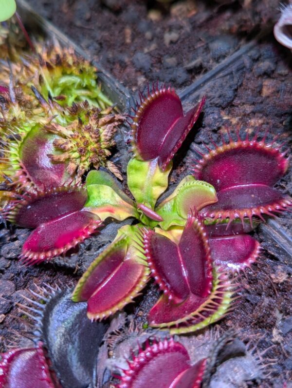 Dionaea Wine Mouth