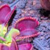 Dionaea Wine Mouth – Image 2