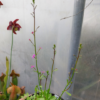 Stylidium debile - Image 2