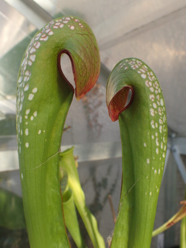 Sarracenia minor