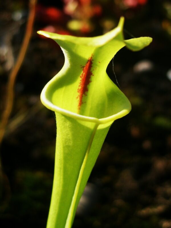 Sarracenia flava rugelii