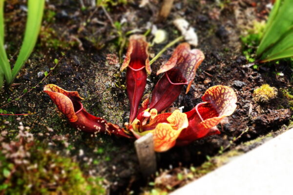 S. purpurea - Montgomery, NC (SP 06)
