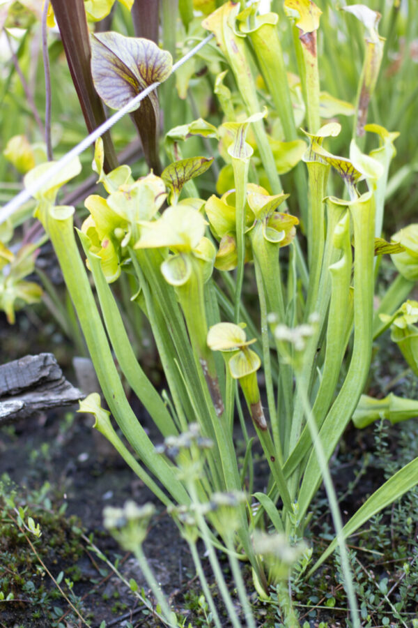 S. flava var. ornata – Green Swamp, NC (Insektenfang Plants ipF58) (SFO 13)