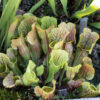 S. purpurea - Montgomery, NC (SP 06) - Image 2