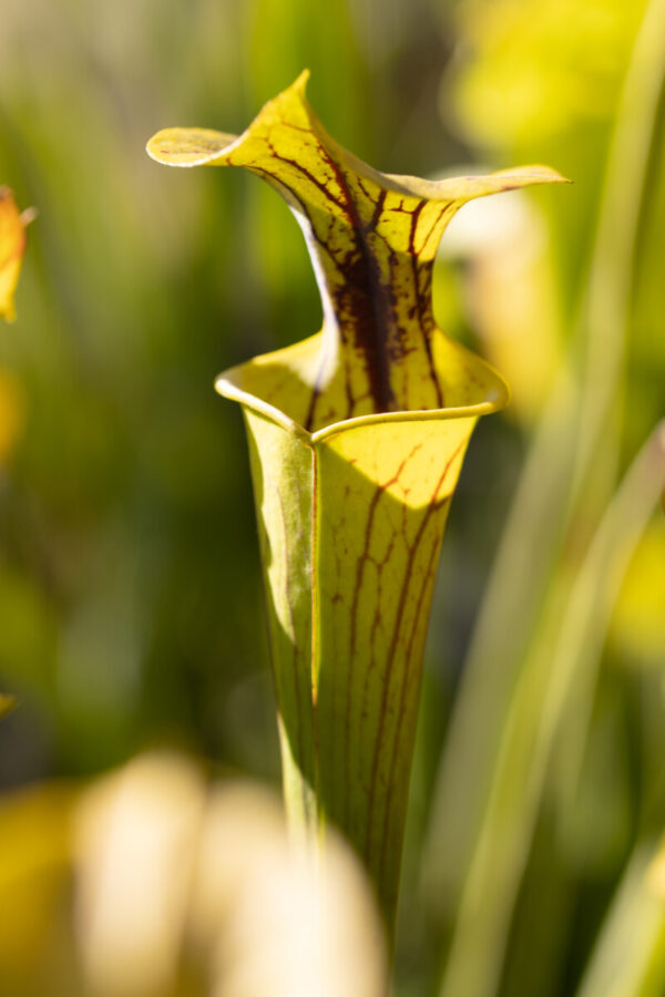 S. flava - Walton Co., Miramar Beach (obtaiend as red veined; ornata/rugelii) (BCP S7T8) (SF 21)