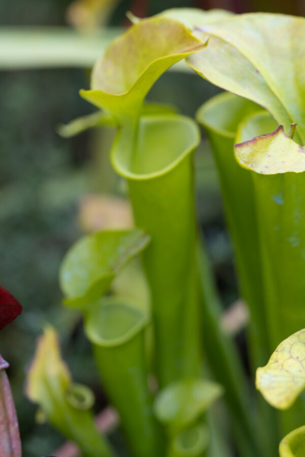 S. flava var. cuprea (SFC 08)