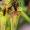 S. flava - Walton Co., Miramar Beach (obtaiend as red veined; ornata/rugelii) (BCP S7T8) (SF 21) - Image 4