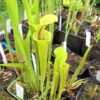 S. flava - Walton Co., Miramar Beach (obtaiend as red veined; ornata/rugelii) (BCP S7T8) (SF 21) - Image 3