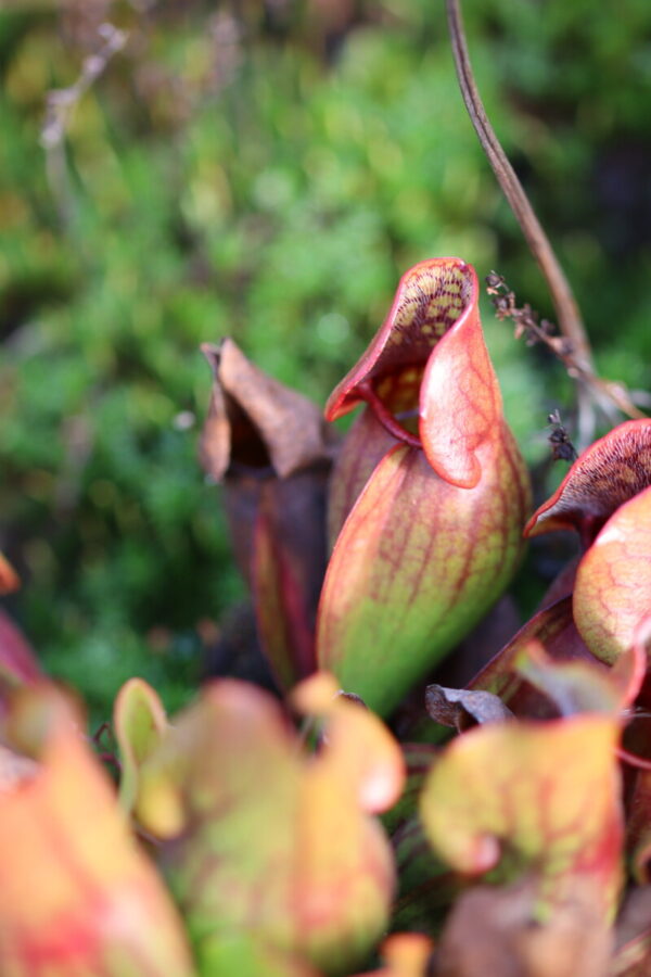 S. purpurea ssp. purpurea - Nearly veinless plant (C. Klein) (SPP 04)