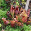 S. purpurea ssp. purpurea - Nearly veinless plant (C. Klein) (SPP 04) - Image 2