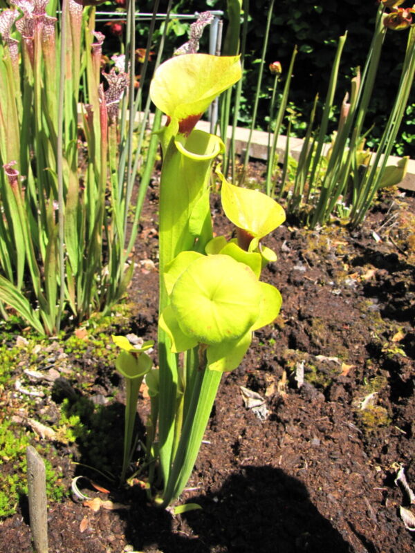 S. flava var. rugelii - Copper tinged in early growth (MKF17) (SFR 19)