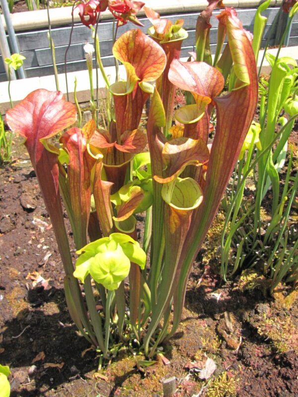 S. flava var. atropurpurea - Red Form (Cédric carnivore's SFA04) (SFA 01)