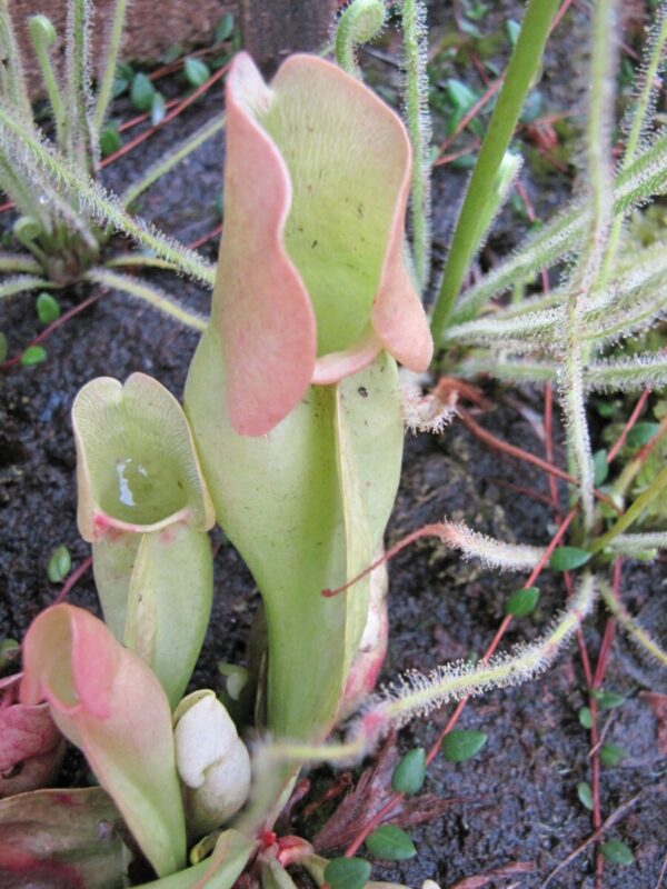 S. purpurea ssp. venosa var. burkii - Completely veinless plant (C. Klein) (SPV 20)