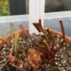 Sarracenia minor – Image 2