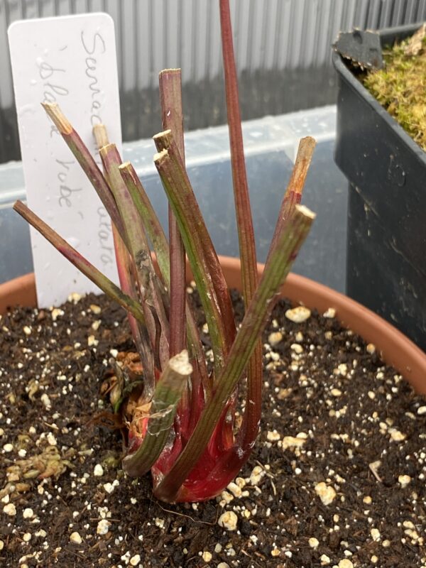 Sarracenia alata 'black Tube'