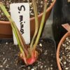 Sarracenia leucophylla 'Red Stripe Throat' - taille L – Image 2