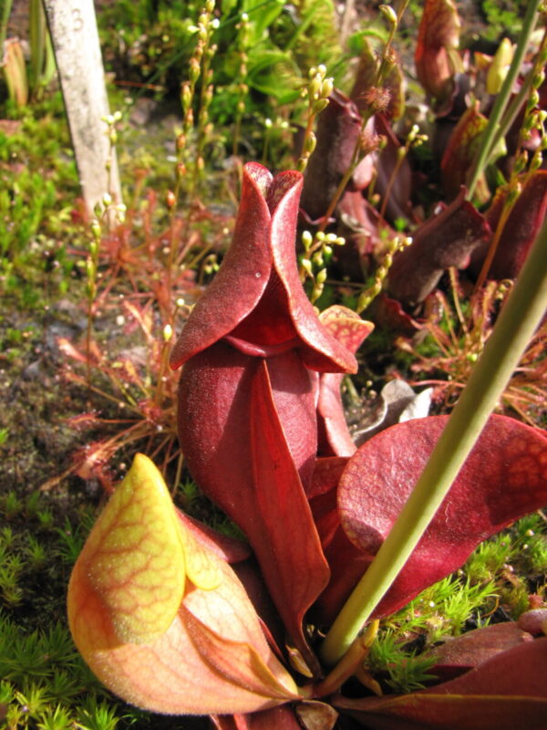 S. rosea f. luteola x S. purpurea ssp. venosa 'Yellow flower' (C. Klein) (SPV 23)