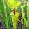 S. flava - Walton Co., Miramar Beach (obtaiend as red veined; ornata/rugelii) (BCP S7T8) (SF 21) - Image 2