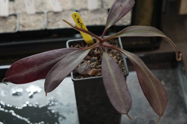 Nepenthes Peltata