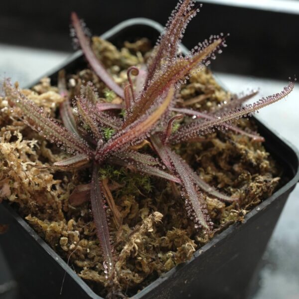 Drosera Adelae